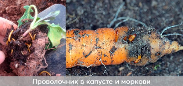 Кто грызет корни растений: 7 вредителей из-под земли с фото и описанием